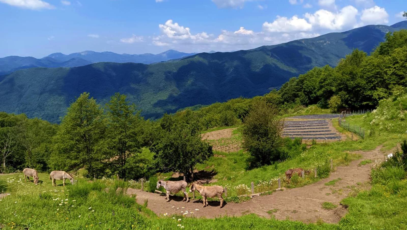 Terra Del Bosco Agriturismo Sesta Godano Bagian luar foto