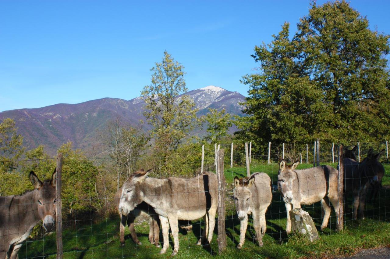 Terra Del Bosco Agriturismo Sesta Godano Bagian luar foto